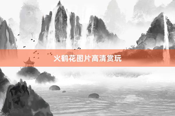 火鹤花图片高清赏玩